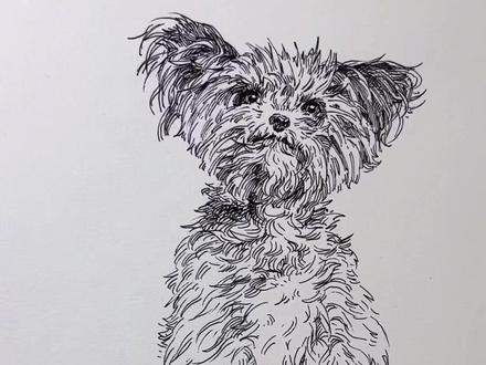 动物的毛发怎么画,画只小汪汪#画画 #手绘 #速写 #日常摸鱼 #艺术在抖音