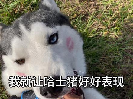 你们要的小哥哥的后续来了, #妮可的狗子 @温柔的妮可 @街上最靓的大妈 #来吧功夫