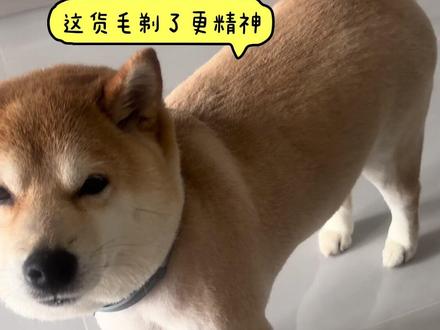 #现场实拍 #柴犬呼呼的日常 #谁能拒绝傻憨憨的小狗 #这样的小狗谁能不爱 小狗剃毛的精神劲😂可爱呆萌让人喜欢❤️