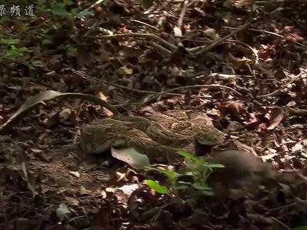 非洲最危险的蛇,又名非洲头号杀手#非洲野生动物 #创作者中心 #创作灵感 #神奇动物 #创作者扶持计划