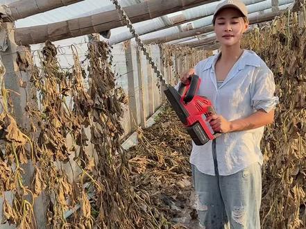 一个棚半小时结束 大棚割蔓机#种大棚的张二能