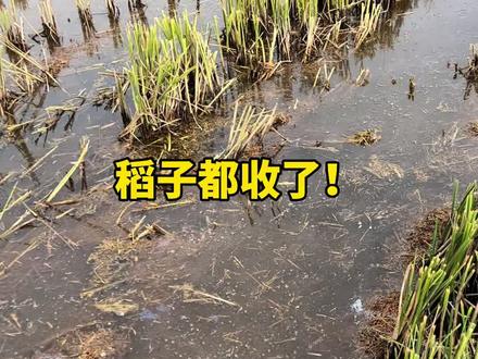 水稻都收了?小龙虾养殖开始了#水产养殖 #小龙虾养殖 #新农人计划2023 #来抖音学农技 #水产养殖技术