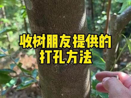 一个收树朋友提供的打孔造香方法,据说结香很大块,前提是你的树要大!#结油王 #奇楠沉香