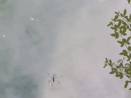 我们叫水蚂蚱,学名叫什么?#观察昆虫