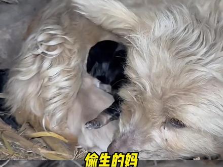 院内头号捣蛋分子实锤,接连闯下感情祸 #狗子 #搞笑 #万万没想到 #动物
