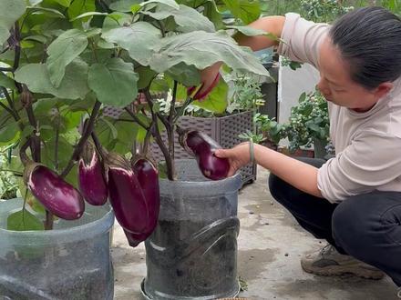茄子采摘完后放点骨粉浇浇水,后面茄子吃不完,骨粉是牛骨头猪骨头磨成的粉末,所有开花植物都可以用,一周用一次#茄子管理 #蔬菜种植