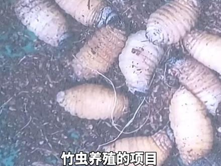 #德州 (1)创业养殖竹虫,大批量死亡。 #养殖 #加盟