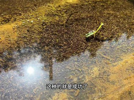 虽然卵块搞的迟,不过好在成功了,准备搞点南瓜喂蝌蚪了 #蝌蚪#青蛙养殖#返乡创业#真实生活分享官