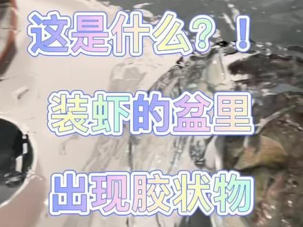 装虾的盆里出现胶状物!这是什么?
#记录真实生活 #日常vlog #我的日常 #海鲜 #大虾 #海外生活 #马来西亚 #标记我的生活 #科普 #科普一下 #虾