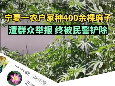在我国,大麻是法律上禁止的毒品。吸食大麻,向他人提供大麻都属于违法行为!#请遵纪守法 #禁毒宣传