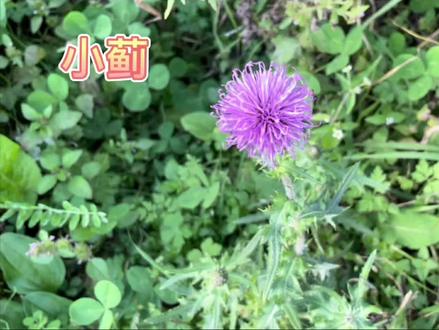 身边的草药(586),小蓟