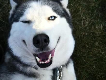 哈士奇为什么没有攻击性#狗狗的日常 #家有傻狗 #哈士奇日常