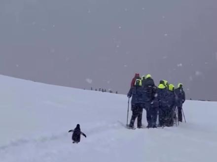 你充q币吗? #动物科普 #企鹅