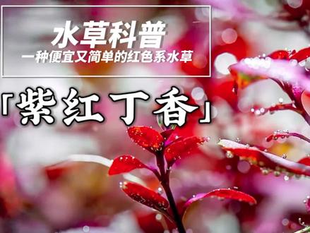 水草介绍|紫红丁香#水草 #草缸