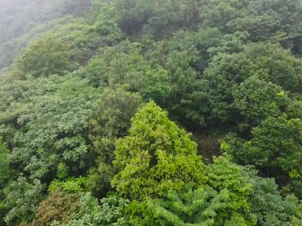 山中老人,是世外高人?或是武林宗师? #归隐山林 #大自然天然氧吧 #深山 #山居生活
