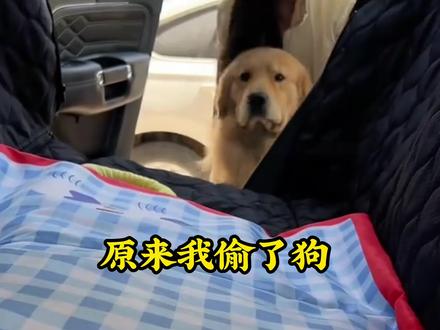 救了狗的我原来是偷了这只狗!