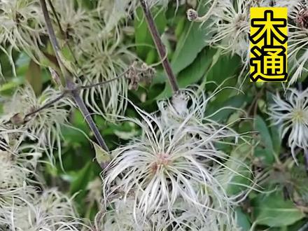 木通别名山通草,通草、野木瓜等等,你认识这种植物吗#农村