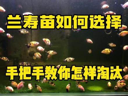 繁殖的兰寿苗如何做选择呢?手把手教你怎样淘汰,全程都是干货 #兰寿金鱼 #养鱼日记 #观赏鱼 #兰寿 #金鱼 #新手养鱼 #兰寿繁殖 #鱼 #兰寿观赏鱼 #水族