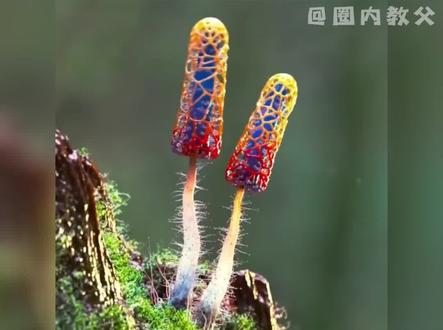 #好漂亮的蘑菇 光是看见,就感觉已经中毒了