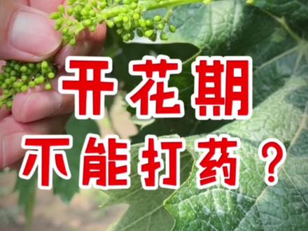 葡萄信使花期能不能打药 葡萄信使花开要做什么阳光玫瑰葡萄信使花开还能不能打药葡萄种植管理技术保果#葡萄种植管理 #葡萄信使花 #葡萄开花 #葡萄保果 #葡萄用药