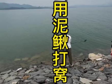 泥鳅为什么能钓那么多鱼?#泥鳅钓鱼 #泥鳅打窝 #泥鳅党