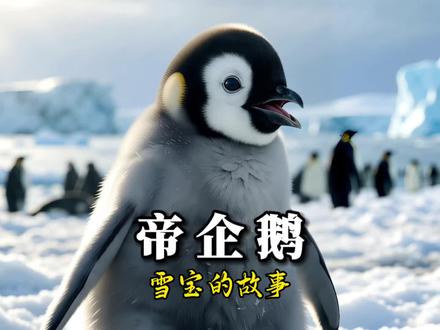 小企鹅雪宝的逆袭之路#动物世界 #企鹅 #神奇动物在抖音 #动物趣事
