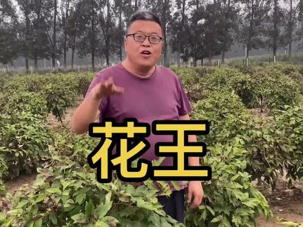 花王只是一个牡丹的名称,因为它花大色艳、雍容华贵、富丽堂皇、是牡丹品种当中极具代表的一个品种。#观赏牡丹 #农业技术 #感谢抖音官方推广上热门