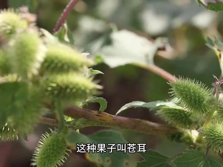 受苍耳的启发,人类发明了尼龙搭扣(免扣带,魔术贴)。#植物科普 #植物百科 #神奇的大自然 #一日一植物 #科普一下