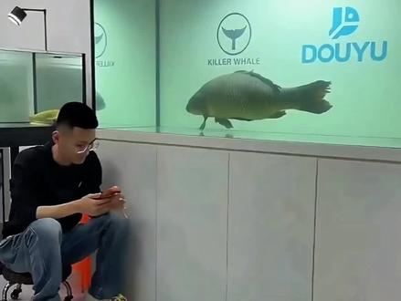 刀疤鲤:阿哲说刀哥第八季(前七季请点收藏夹) 因为前期阿哲猛鱼池玻璃炸了(阿哲鱼缸),导致鱼儿们都要搬家外出(要维修),5 月 18 日在豆爸、小杨哥、良心哥的帮助下,大部分鱼鱼都出了缸(前面阿哲刀疤鲤出缸完整视频),在捞刀哥进单间大别墅的时候,刀哥入缸时腮部出了点血,气氛较为紧张,场面一度不好,虽然当时小杨哥做了解释,但是部分不明所以粉丝或者没看直播的粉丝还是很关心,这期视频就对刀疤鲤腮部出血,阿哲专门做了解释!#刀疤鲤 #创作者中心 #创作灵感 #暖心阿哲 #鲤鱼