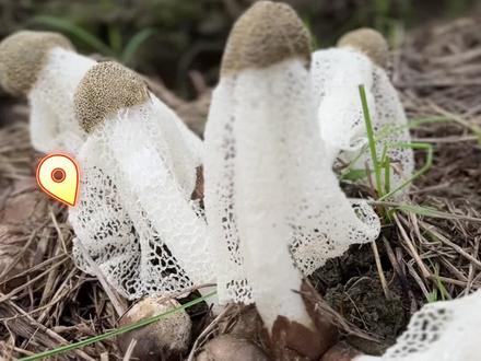 竹荪种植,撑起乡村振兴“致富伞”#乡村振兴