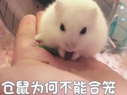 养鼠第一禁忌:不可合笼,请不要赌那个成功率呦~片中豪宅来源@养鼠🐹大叔 #仓鼠 #知识分享