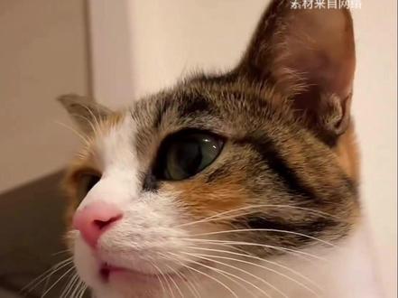 这是我听到养猫,蕞动人的一种诠释~ #养猫 #养猫人 #科学养宠 #养猫攻略 #新手养猫