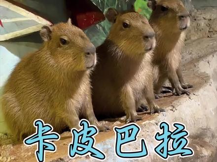 卡皮巴拉:动物界中的佛系交际花 #水豚 #卡皮巴拉 #动物科普