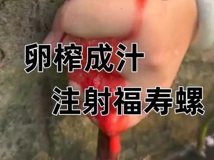 福寿螺的卵榨成汁,再注射给福寿螺妈妈