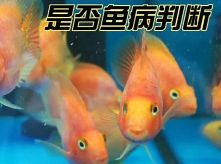 新手养鱼,无论是看到观赏鱼上浮水面还是沉在缸底,总会感觉到害怕,是不是又有什么病啦?
能不能传染啊,为什么用手一动它就跑了,不去惊动它,就在那里半死不活地趴着或者飘着,算是正常吗,能不能死啊?#观赏鱼 #鱼病治疗 #水族 #抖音小助手 #养鱼