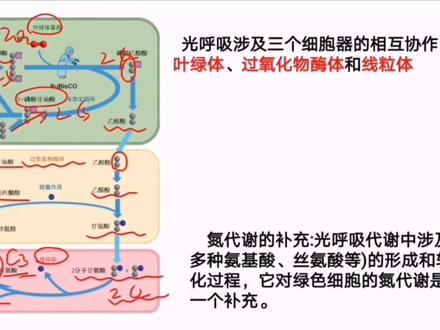 光呼吸—每天一道高考题#高考生物 #网课 #知识分享 #一轮复习 #光合作用