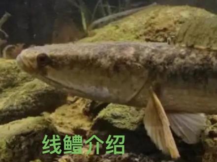 鳢科介绍005:线鳢