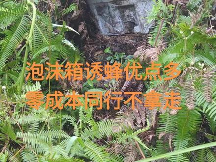 #诱蜂 蜂友们,你们用过泡沫箱诱蜂吗?