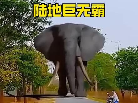 十多吨的超级大象#大象 #内容启发搜索