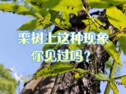 栾树蚜虫“滴油”,你见过吗?满地黏黏糊糊的黑东西,怎么防治呢?淇林滴注防治简单有效,快来看看吧!