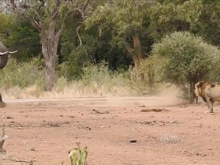 天啊!踢脸,踩身体,狮子躲避大象的打击,大象终于反杀狮子了!