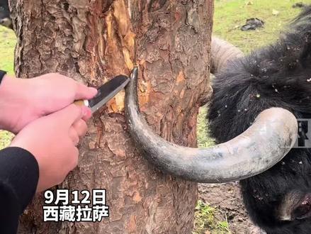 女子偶遇牦牛牛角卡在树上,和伙伴一同解救中,牦牛眼睛红红好像哭过。1