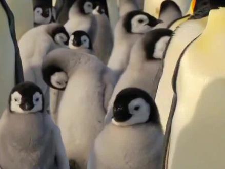企鹅舞开始火了,我们大家去看