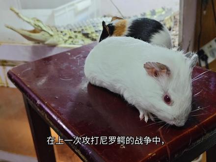 荷兰猪猪妞天帝登场誓要消灭尼罗鳄为仓鼠报仇,让我们看看猪妞和尼罗鳄谁会赢(前传)#神奇动物在抖音 #萌宠 #萌宠出道计划 #仓鼠 #鳄鱼