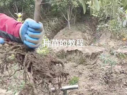 如何种好杨梅苗#绿化苗木 #嫁接技术 #果苗供应 #苗木基地