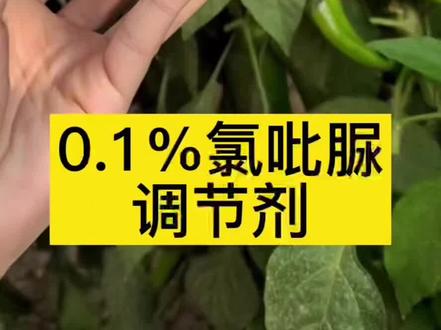 关于氯吡脲,你知道多少呢?#新农人计划2022农村生活写真 #好物推荐🔥 #每天跟我涨知识 #大地泽丰农资 #抖音助农 @DOU+小助手