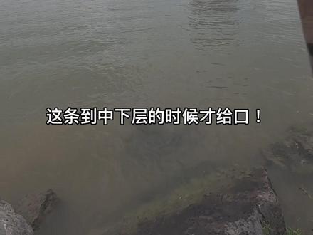 缓沉子母勾花生釣赤眼,白沙赤眼大大狗哦…