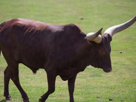 牛的叫声你听过吗?原来各有不同呀 #牛 #黄牛 #养牛 #农村养牛 #三农 #农村