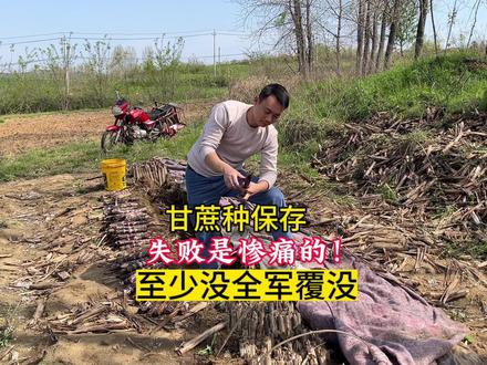 为了保存甘蔗种子,被嘲笑了多少次干了多少活儿,终于看到希望! #春耕进行时 #种甘蔗 #种植技术 #经验分享 #农业种植 #返乡创业新农人 #创业日记 #带你看三农 #知识分享