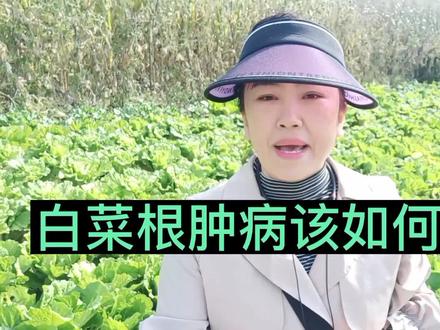 白菜根肿病该如何防治?掌握这几种防治方法,白菜病害少品质好